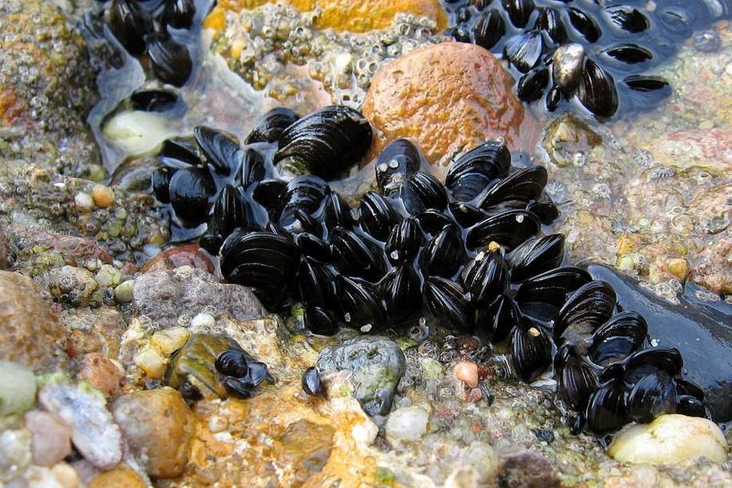 Ston Mussels Croatia