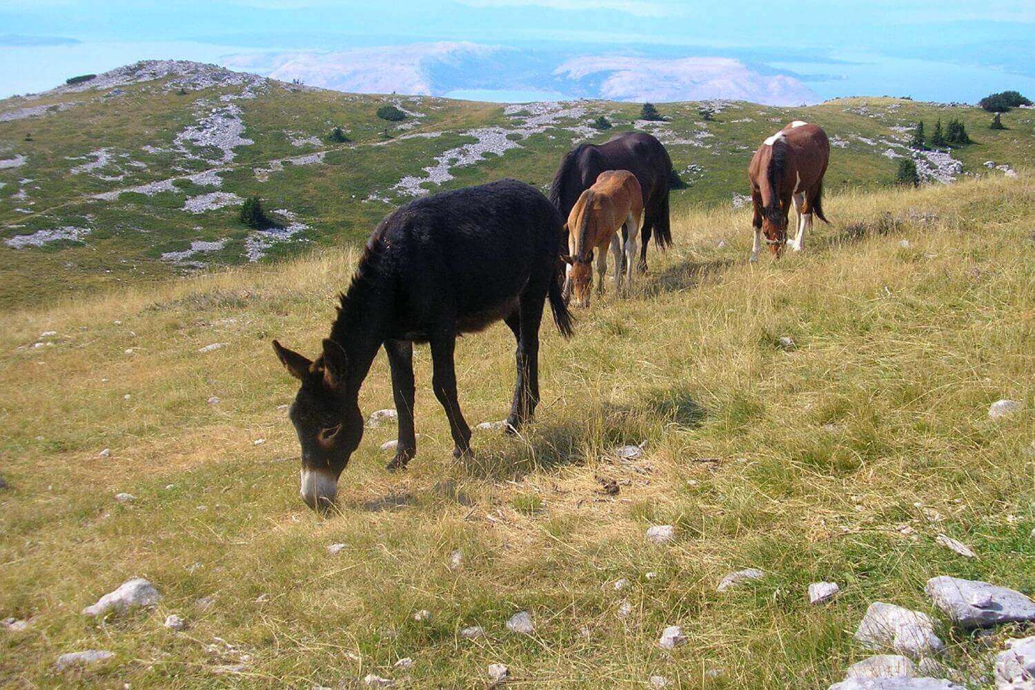 Horses on velebit mountain