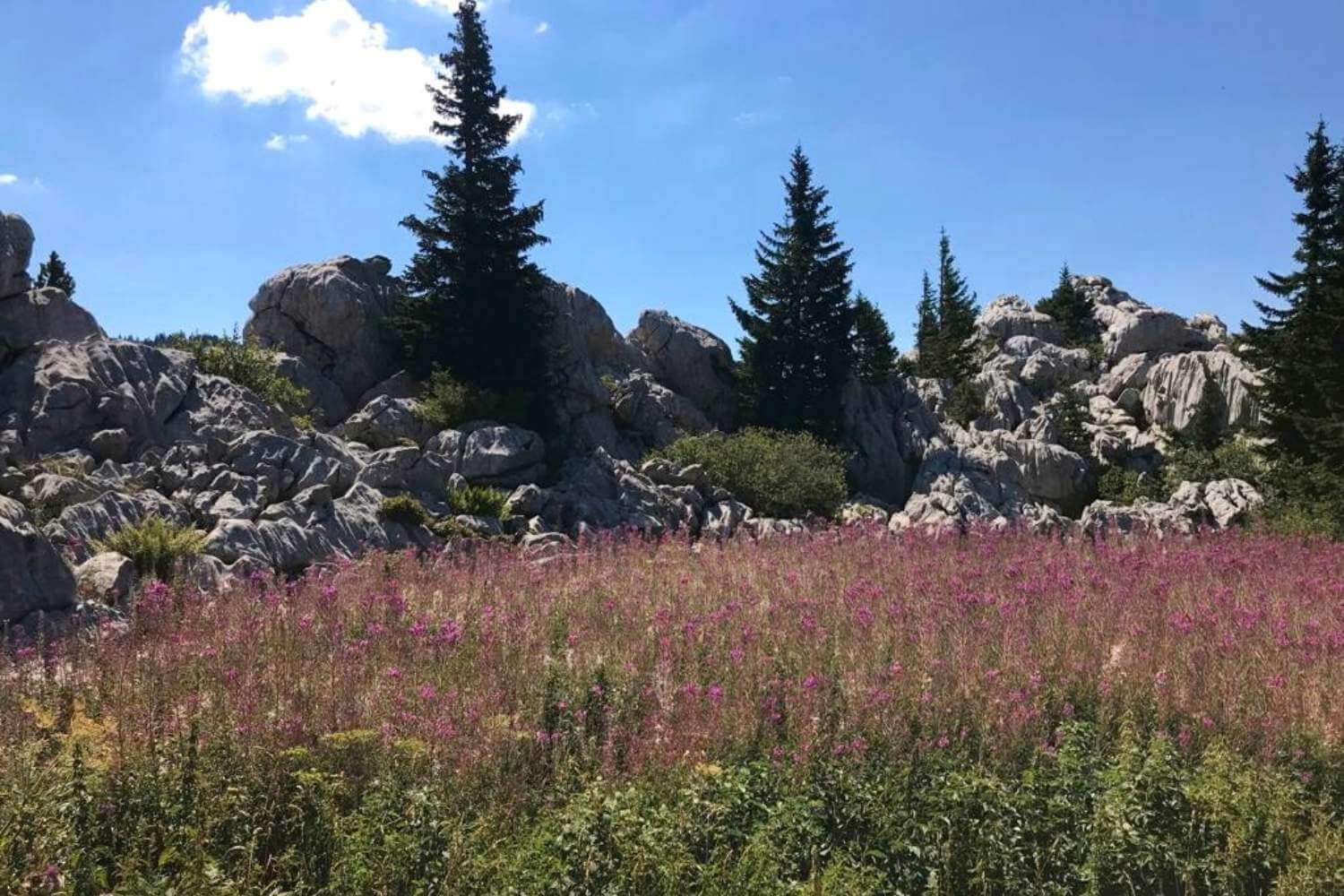 Flowers on Velebit Mountain